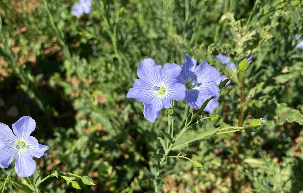 blaue Blüte des Ölleins