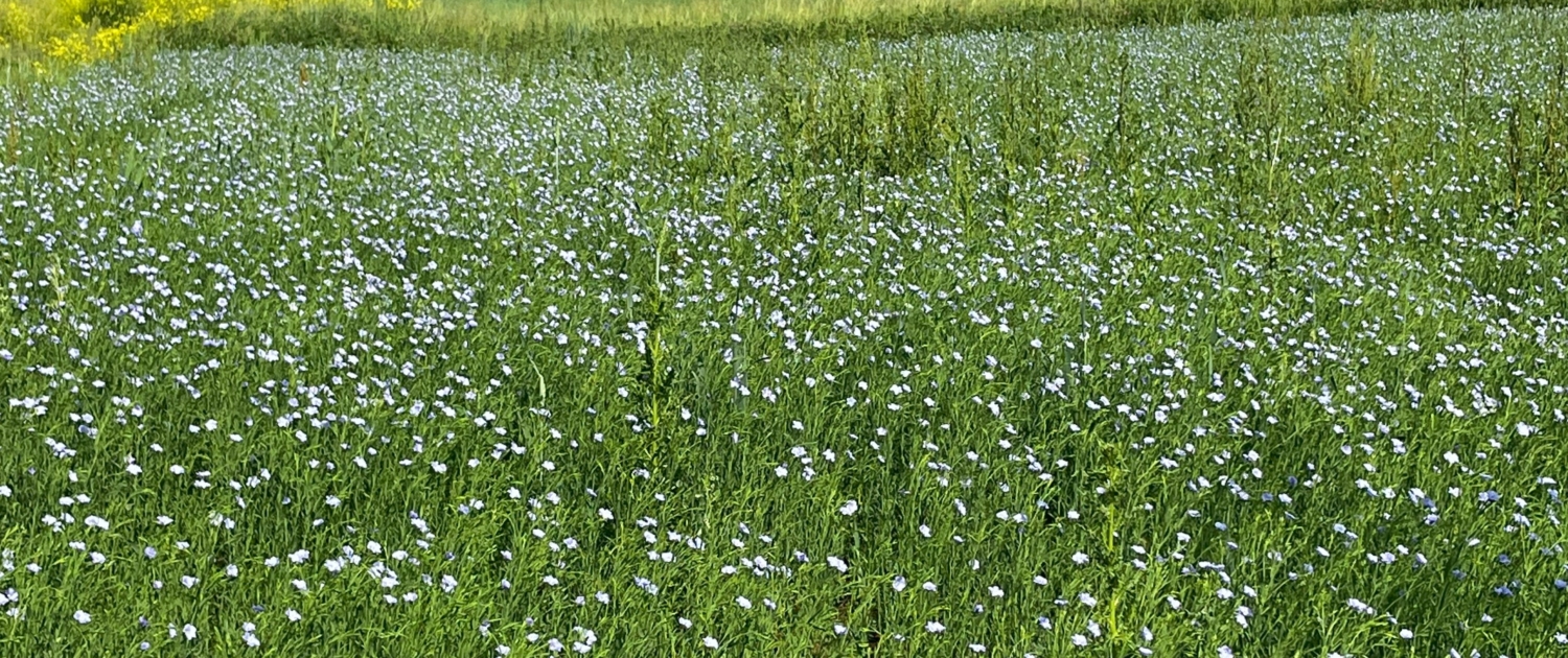 Ölleinfeld in der Blüte