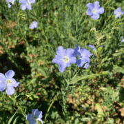 Blüte Öllein