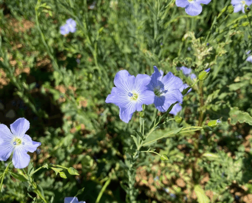 Blüte Öllein