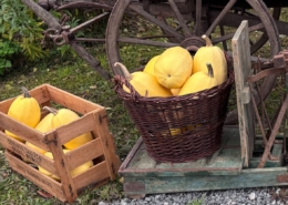 Spaghettikürbis im Korb