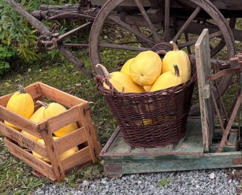 Spaghettikürbis im Korb