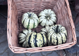 Sweet Dumbling Kürbis