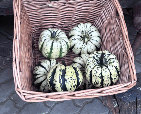 Sweet Dumbling Kürbis